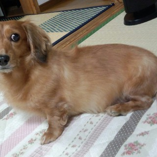 大切に育てていただける方募集