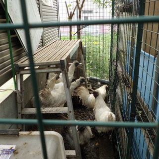 うこっけいの鶏里親募集