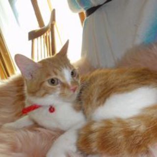 男の子4ヶ月　元気です。犬もｏｋ