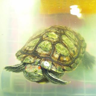 ミドリガメの里親を募集しています。