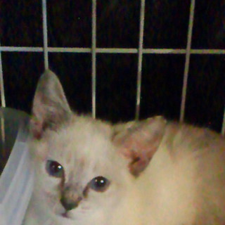 穏やかな女の子です。