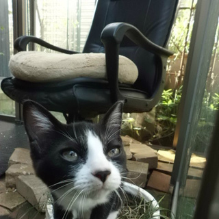 一人遊びが得意です・ちょっぴりﾋﾞﾋﾞﾘやのナサイちゃんです・・。とっても可愛い泣き声です・・。