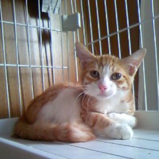 白ソックス茶トラ