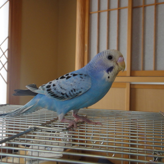 子供インコ