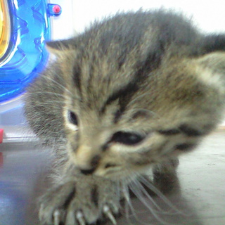 目が開いたばかり子猫