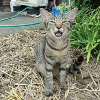 おとなしいチビちゃんです