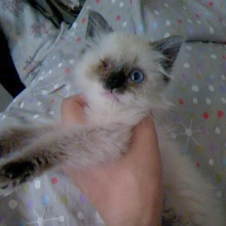 片目だけど元気いっぱいふわふわちゃん