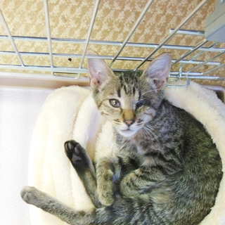 ひとなつっこいキジトラさん