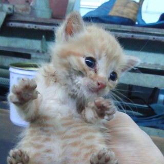 【里親決定】里親になっていただける方を探しています！