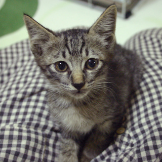 溝から救出された風花ちゃん♀