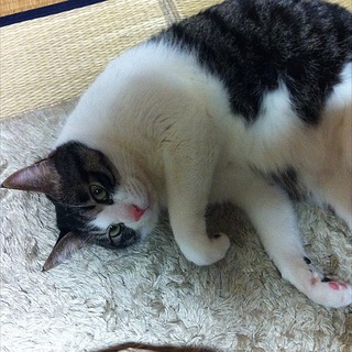 オス猫の里親を募集しています