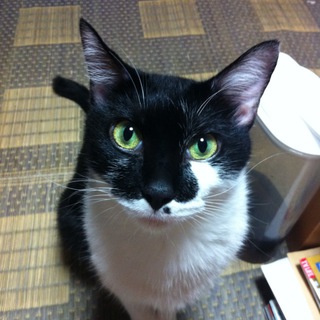 オス猫の里親を募集しています