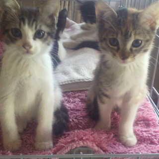 子猫5匹捨てられてました