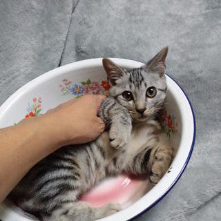 グレートラの男の子