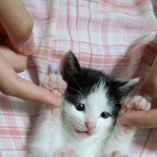 至急！里親急募！！