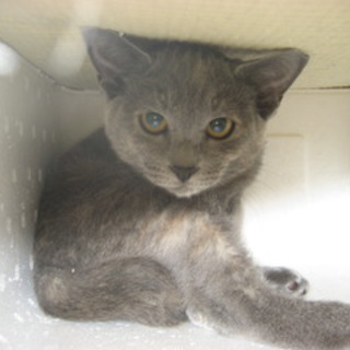 3ヶ月の子猫ちゃんロシブルミックスです