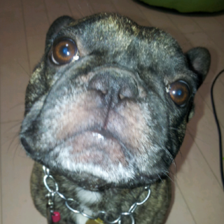 縁があって里親が決定しました。