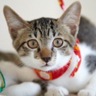 赤バンダナ君の里親募集！