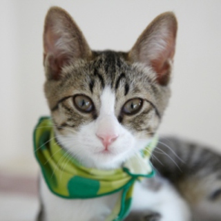 緑ちゃんの里親さん募集！