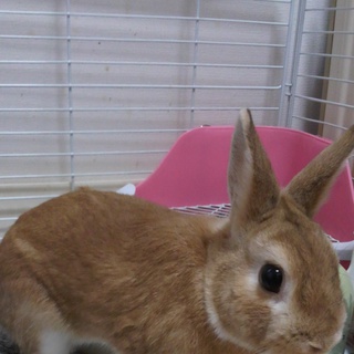 【一旦募集停止】ネザーランドドワーフ