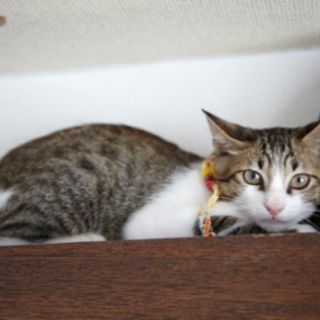 黄バンダナ君の里親募集！