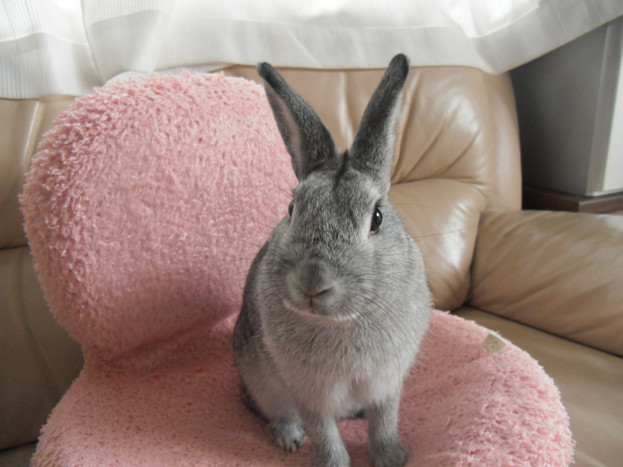 かわいがってくれる方、募集します！ サムネイル1