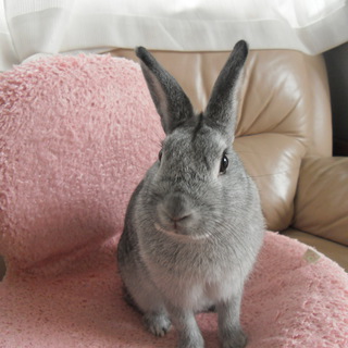 かわいがってくれる方、募集します！