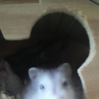 かわいい♪ジャンガリアンハムスターです！