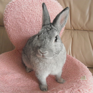 かわいがってくれる方募集します！