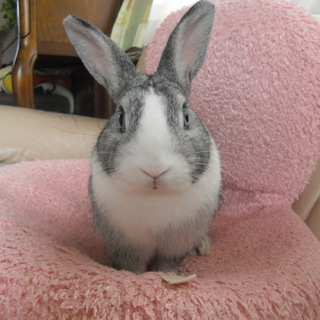 かわいがってくれる方、募集します！