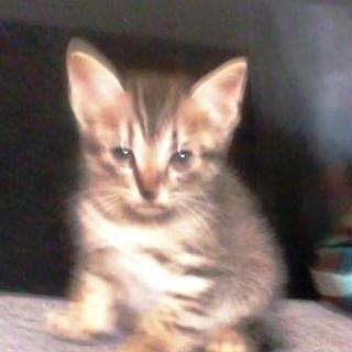 スコティッシュとアメリカンカールのミックス