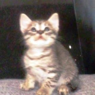 スコティッシュとアメリカンカールのミックス