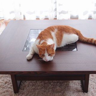 愛らしい子です