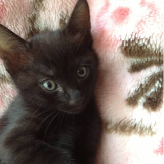 黒い子猫1カ月半です