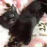 黒い子猫1カ月半です サムネイル2