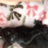 黒い子猫1カ月半です サムネイル3