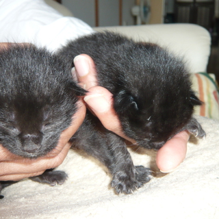 お婿さんに行けましたありがとうございます