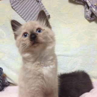 大人しい男の子です