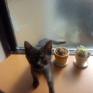 ボンネットを開けたら