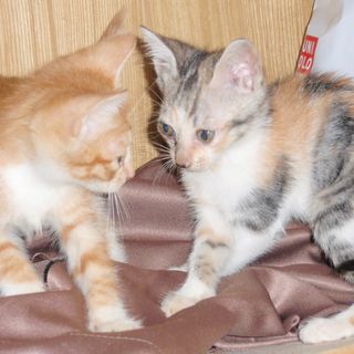 三毛猫（メス）里親募集中です