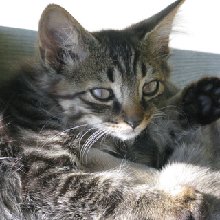 ロン毛子猫もらってください