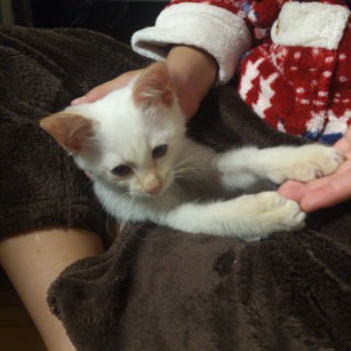 なつこい子猫の里親募集です