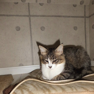 美人の女の子です・・。