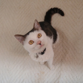 里親決まりました。ありがとうございます。