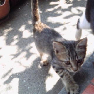 甘えんぼうのキジトラ