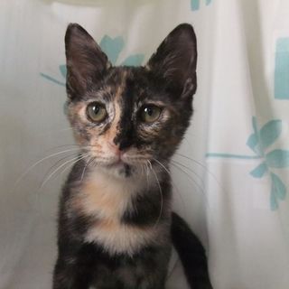 ★★ちびサビーズちゃん①★★