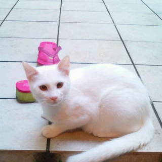 オス 7カ月半 元気な白猫