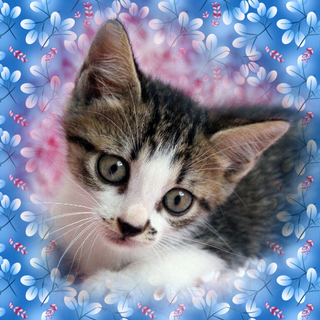 ジャニーズ系のちびボンド君