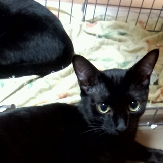 １匹里親募集します。