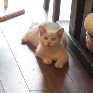 親猫も兄弟猫も不明。一人ぼっちの白い猫です。台風の日に保護しました。可愛がって下さる里親さん探しています。